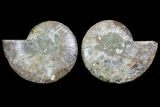 Agatized Ammonite Fossil - Crystal Pockets #144112-1